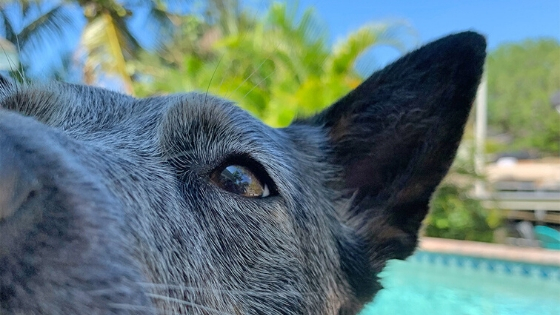 closeup of dog by pool
