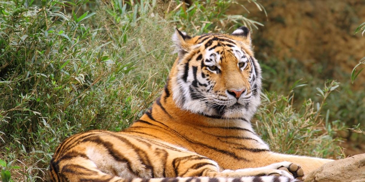 tiger outside laying down