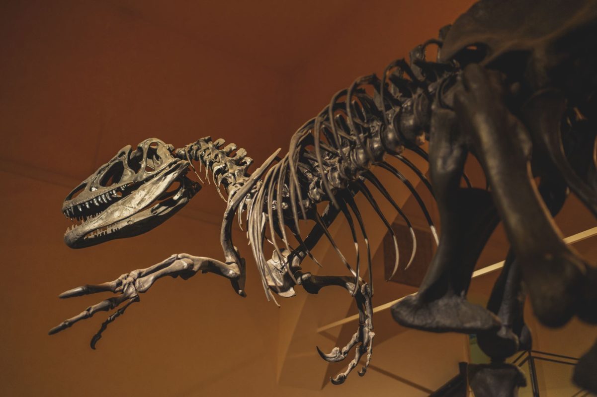 dinosaur skeleton in a museum