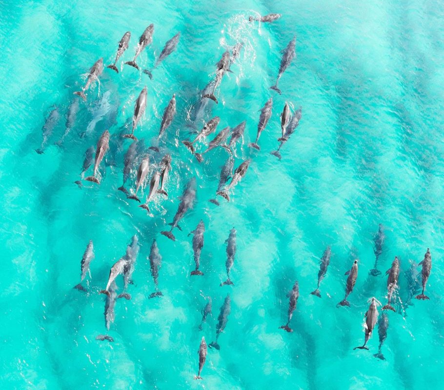 Ariel view of dolphin pod swimming through crystal blue water. 