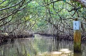 Mangrove Tunnels