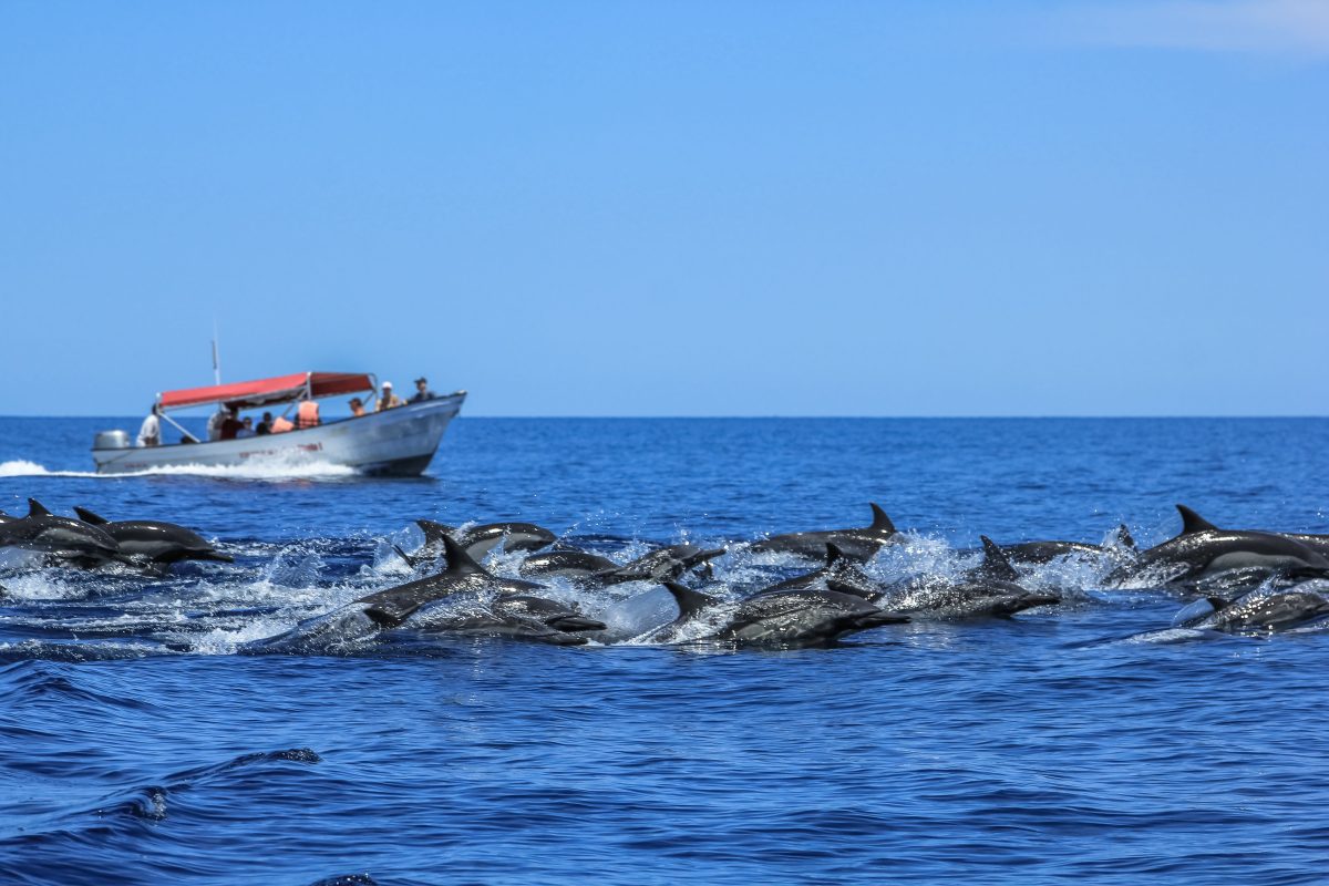 a pod of dolphins swim beside a tour boat