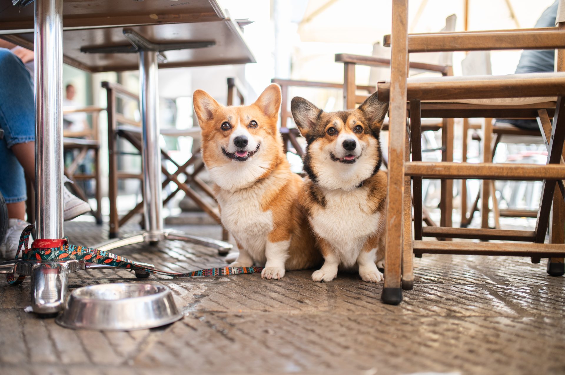 two corgi dogs sitting on the outdoor patio at a restaurant